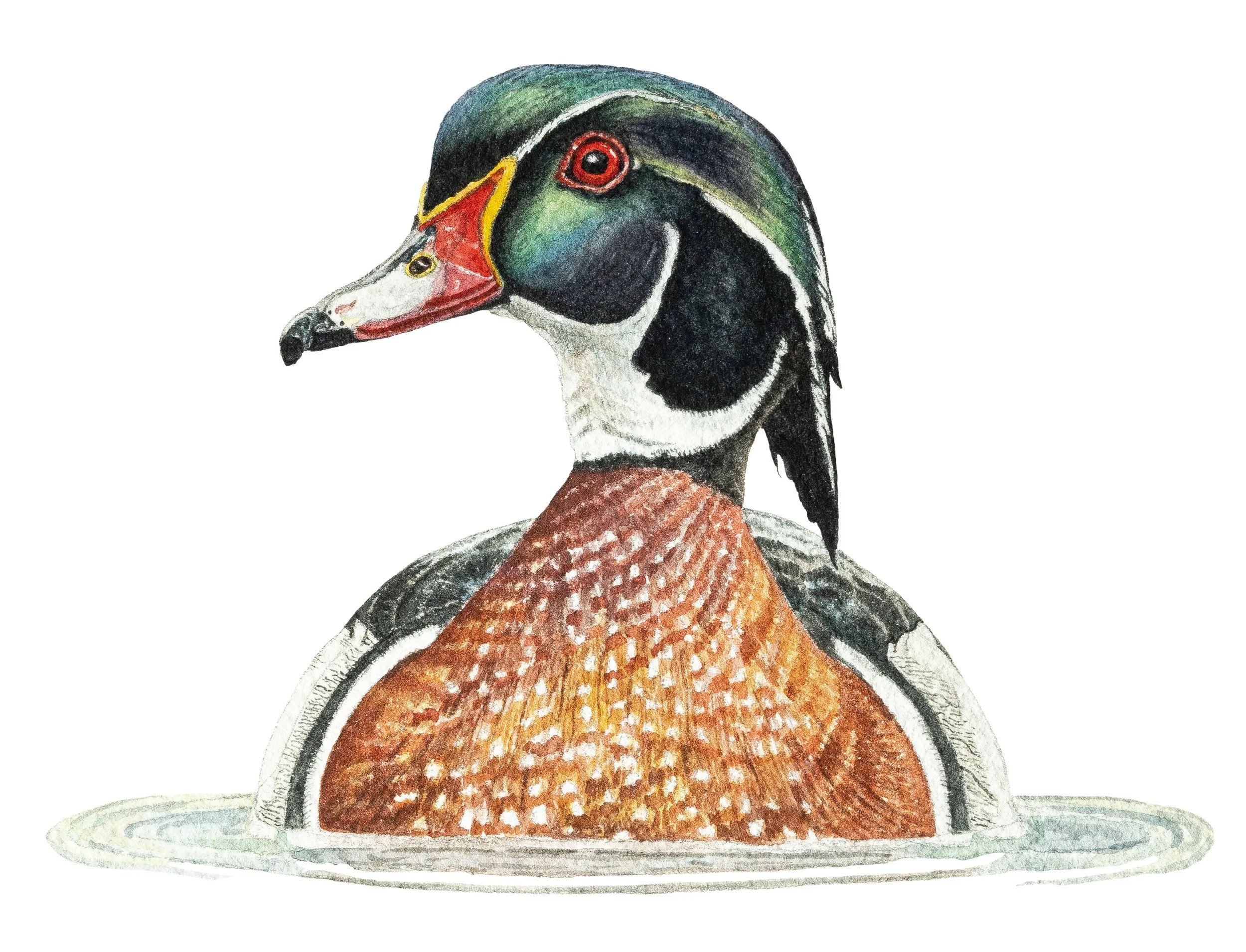 Common Duck イラスト 木製ボード　絵 Common Duck イラスト 木製ボード 絵 Duck Wood - Artisan's